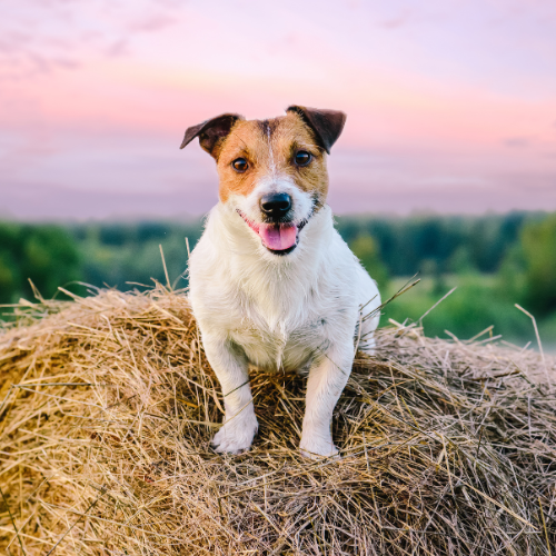 A small dog laying on a hay bale at sunset.