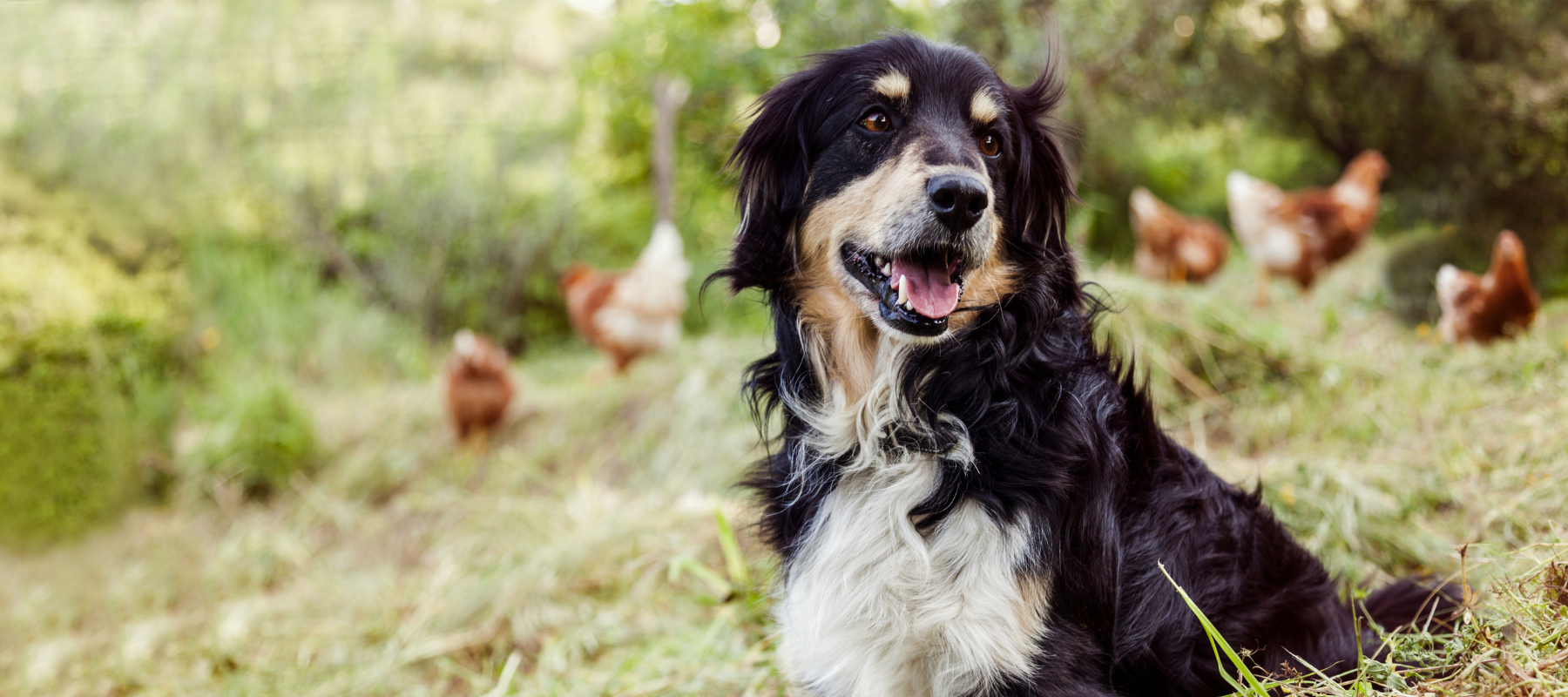A dog smiling, sitting in a pasture surrounded by free range chickens on a clear day.